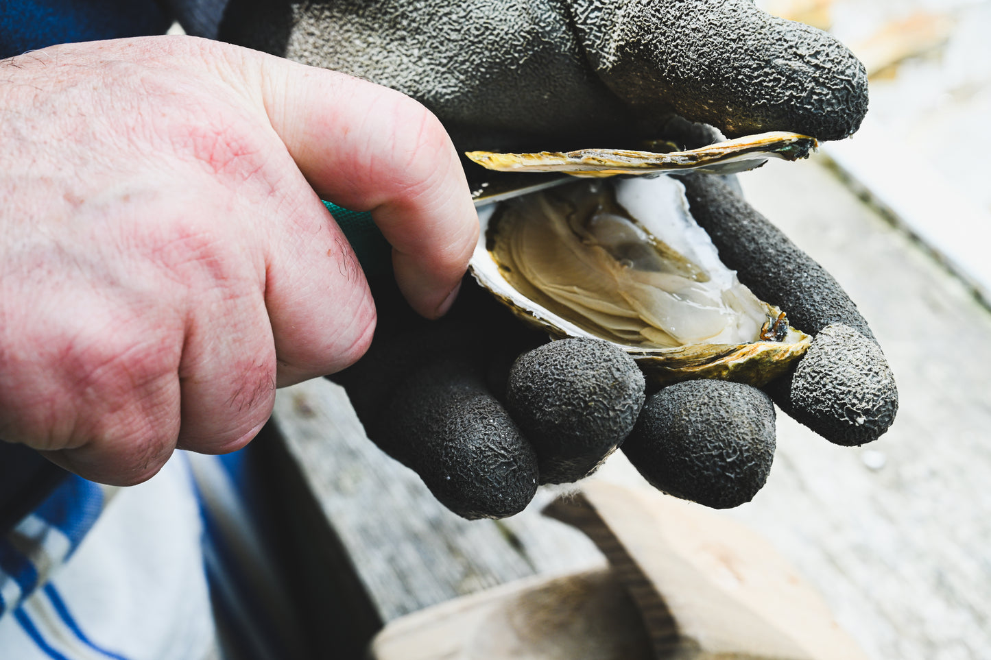 Oysters In The Garden