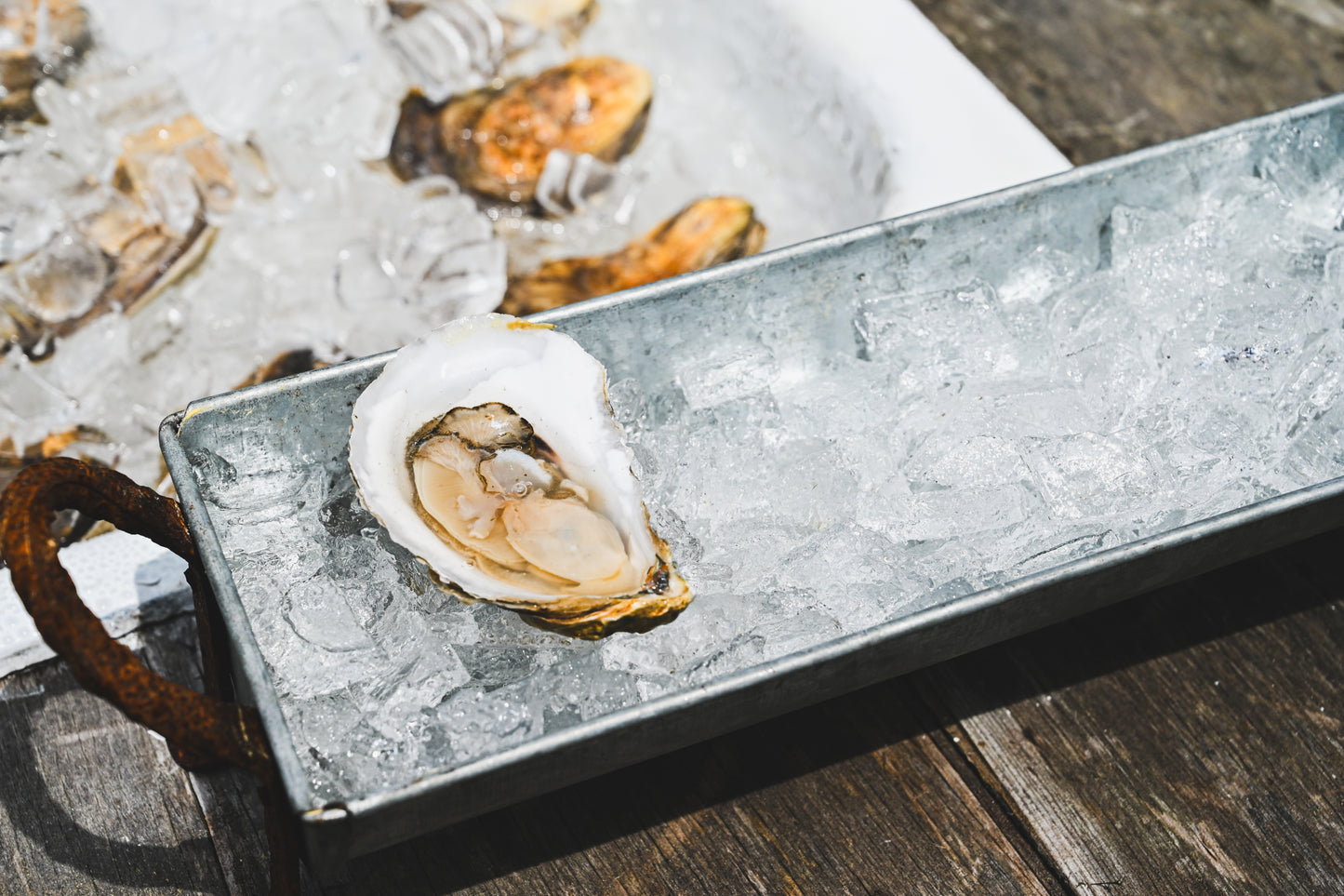 Oysters In The Garden